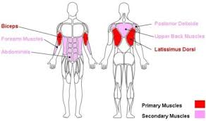 Image Result For What Muscles Do Push Ups Work Pull Ups Physical Therapy Exercises Muscle