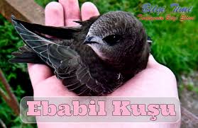Ebabil Kusu Nedir Ebabil Kusunun Ozellikleri Hikayesi Bilgitimi