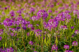Image result for Cleome monophylla