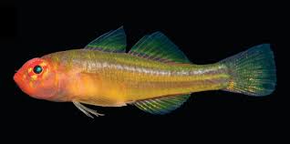 Image result for Thesium pygmaeum