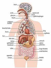 Organ chart diagram back view female internal organs anatomy ripping human body diagrams wikimedia mons the wikimedia human body diagrams is a collection of images whose main purpose is to provide a way of female photograph male photograph human body parts diagram female. Human Body Organs Name Www Anatomynote Com Human Body Diagram Human Body Organs Body Organs Diagram