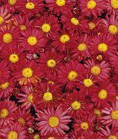 Garden Mum Mammoth Daisy Red Chrysanthemums At Burpee Com Garden Mum Red Chrysanthemums Red Plants