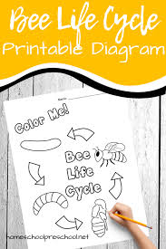 Coloring contest on back page! Free Printable Honey Bee Life Cycle Diagram