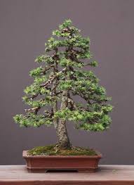 Maybe you would like to learn more about one of these? Norway Spruce Bonsai Starter Kitpicea Abies Seedling 4 To 8 Etsy