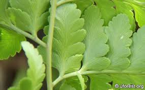 Image result for Davallia chaerophylloides