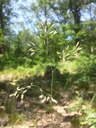 Image result for Avenella