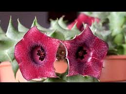 Image result for Polycarpaea eriantha