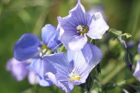 Blauer Stauden Lein Nanum Saphir Linum Perenne Nanum Saphir Stauden Pflanzen Wiesenblumen
