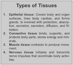 There are four basic types of tissue in the body muscle tissue is made up of cells contain contractile filaments that move past each other and change the size of the cell. Introduction To The Human Body Help Education Com Human Anatomy And Physiology Medical Knowledge Physiology