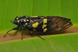 Image result for Gnidia chapmanii