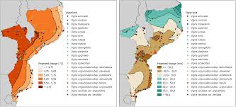 Image result for Vigna frutescens