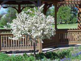 It is one of the earliest to bloom and bears 1/4 inch red fruit. Sargentii Tina Crab Apple Trees Chris Bowers