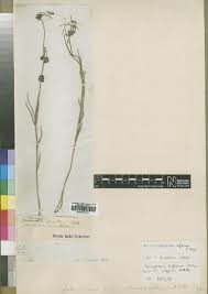 Image result for Xysmalobium holubii