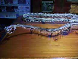 Muta t (linnaeus, 1766) 1 south american bushmaster Black Headed Bushmaster Skeleton Bild Von Cape Fear Serpentarium Wilmington Tripadvisor