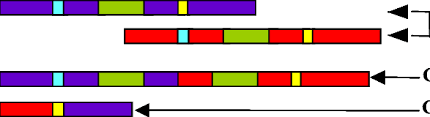 Maybe you would like to learn more about one of these? Esquema Donde Se Representa El Entrecruzamiento Desigual Entre Ambas Download Scientific Diagram