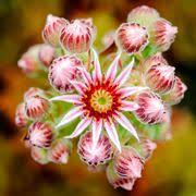 In questo video spiego come realizzare la #pianta #grassa all'#uncinetto con i fiori gialli. Piante Grasse Con Fiori Piante Grasse Piante Grasse Fiorite