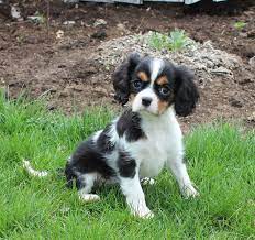 Snuggly Cavalierkingcharlesspaniel King Charles Cavalier Spaniel Puppy Cavalier King Charles Dog Spaniel Puppies