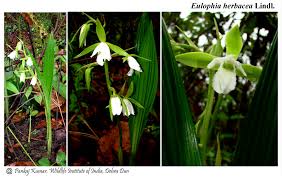 Image result for Eulophia dactylifera