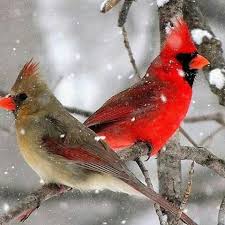 Small Birds That Look Like Cardinals Pair Of Red Birds Cardinal Birds Red Birds Birds Painting