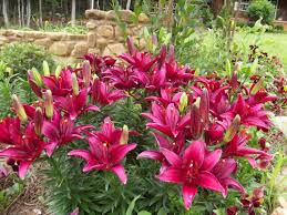 Some perennials such as gayfeather (liatris spp.), which flourishes in united states department of. Plants And Animals I Ve Gone Country