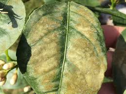 We did not find results for: Brown Leaves On Meyer Lemon Tree