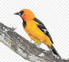 They are named in honor of william bullock and his son, who did extensive ornithological work in mexico in the early 1800s. Bird Beak Old World Oriole Finch Songbird Png 2116x1892px Watercolor Beak Bird Eurasian Golden Oriole Evening