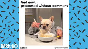 Make your own funny memes here! Funny Dog Meme Compilation Barkbox Youtube
