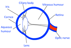 Flow Chart For Human Eye And Colourful World Brainly In