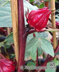 Pin On Flowers Of The Caribbean