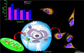 Cells alive animal cell worksheet key. Water Soluble Thioglycosylated Bodipys For Mitochondria Targeted Cytotoxicity Sciencedirect