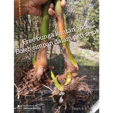 Pokok pecah periuk, juga dikenali sebagai pokok jejarum dan pokok siantan, ialah sejenis pokok renek dari keluarga rubiaceae yang berbunga. Buy Anak Benih Pokok Bunga Kantan Jenis Bunga Besar Sudah Berakar Dan Ada Anak Tunas Seetracker Malaysia