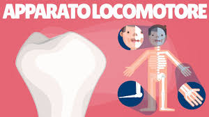Apparato Locomotore Il Sistema Scheletrico Le Ossa Lo Scheletro Scienze Scuola Primaria E Media Youtube