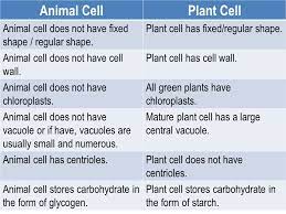 We did not find results for: What Is Cell Cell Is The Basic Unit That Build Up Organism What Do You Call The Structures In A Cell The Structures In A Cell Is Called Organelles Ppt Download