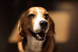How long does a dog stay in heat? How Long Does A Dog Stay In Heat Pet Comments
