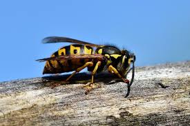 For safety and efficiency purposes, contact your local pest management professional for help with bee control. Diy Wasp Exterminator Getting Rid Of These Pesky Bugs Absolute Pest Control Calgary Exterminator