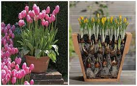 Walmart.com has been visited by 1m+ users in the past month Bulb Stacking For Blooms All Year Long Growing Hydrangeas Plants Planting Hydrangeas