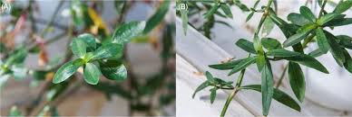 High genetic diversity in the clonal aquatic weed Alternanthera  philoxeroides in the United States