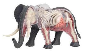 Eyeball anatomy model item no. 4d Animal Anatomy Models Rainbow Resource