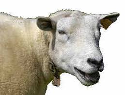 Maar het belangrijkste is toch wel dat je via dit werk makkelijk leert tekenen. Schaap Tekenen Moeilijk