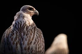 افضل4 انواع صقور واسمائها و مواصفاتها بالصور