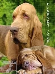 Image result for anglický barvář