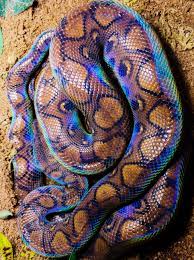 The key components are a secure enclosure with a large water bowl and a place to hide. Brazilian Rainbow Boa Interestingasfuck