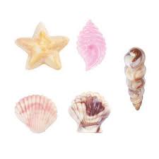 Moule Coquillage Wilton Mer Ocean