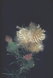 Image result for Cirsium  buchwaldii