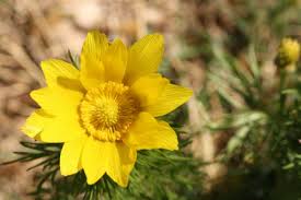 Image result for Clematis uhehensis