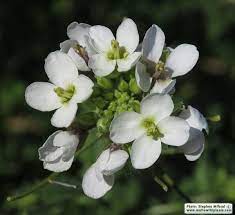 wild plants of malta and gozo photos of diplotaxis erucoides white wall rocket wild plants plants white walls