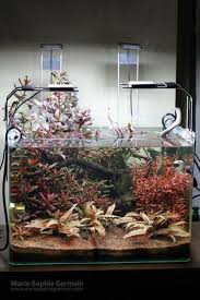 Paludarium Auf Tumblr Susswasseraquarium Aquarien Aquarium Fische