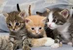What Is a DSH Cat? - Pets