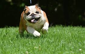 Then this is the only company you will ever need. Englische Bulldogge Geschichte Charakter Und Haltung Agila