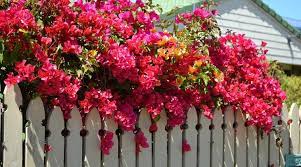 Maybe you would like to learn more about one of these? Gardening Tips How To Grow And Care For Bougainvillea At Home Lifestyle News The Indian Express